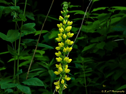 {Thermopsis villosa}
